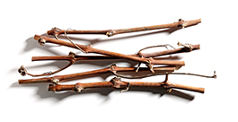 Sarments de vigne