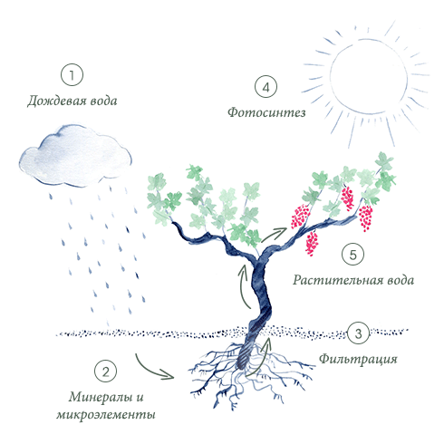 Discover the journey of Grape Water before it is distilled
